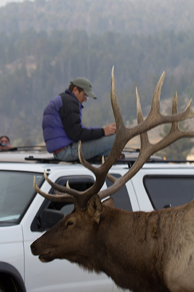 George Bumann studying elk